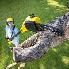 Best Lawn Disease Treatment  in Braddock, VA